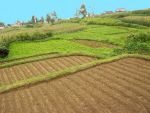 Tabara: Impozitarea cu 16% a micilor producatori nu poate fi aplicata. Ar bloca agricultura