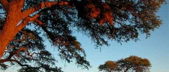 Ridicarea Africii. Cand toata lumea se scufunda, continentul negru a gasit reteta pentru crestere economica