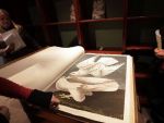 Un exemplar al cartii Birds of America , cu desene realizate manual, a fost vandut cu 7,9 mil. dolari