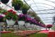 
	Afaceri infloritoare. Horticultorii scot profituri de mii de euro la inceputul primaverii VIDEO
