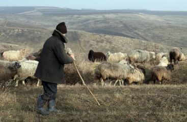 Povestea ciobanului care nu vrea sa iasa la pensie