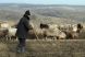 
	Povestea ciobanului care nu vrea sa iasa la pensie
