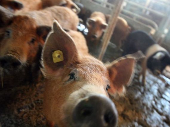 Noi reguli pentru fermieri: obligati sa pastreze linistea langa porci si sa nu ii tina in intuneric si curenti de aer