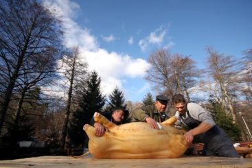 Avem mare nevoie de specialisti in chirurgie. Rezidentii fac practica pe animale VIDEO