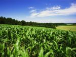 Agricultura ne-a salvat anul trecut. Romania ocupa locul 2 in UE la productia de porumb si locul 5, la grau