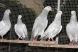 Porumbei de competitie depistati pozitiv, in Belgia, dintre care unul cu cocaina
