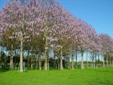 Romanii au descoperit arborele Paulownia, copacul energetic al carui lemn aduce profit de 10 ori mai mare ca investitia initiala VIDEO