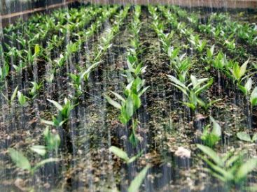 Ploile din ultima luna dauneaza agriculturii. Jumatate din recolta este compromisa VIDEO