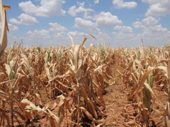 Agricultorii cer stare de urgenta si stoparea exporturilor, din cauza secetei. Rezervele de cereale, suficiente pentru maximum 2 saptamani