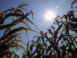Preturile cerealelor explodeaza, din cauza secetei. Cotatia porumbului a urcat la un nivel record