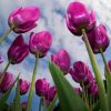 A umilit Tara Lalelelor. Povestea antreprenorului care cultiva flori in Romania si exporta cu tonele in Olanda