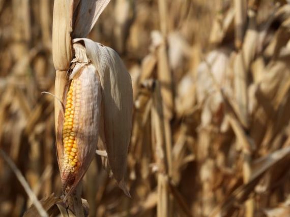 Dupa cel mai secetos an din ultima decada, Ministerul Agriculturii numara pagubele. Productia de porumb a scazut cu 60%