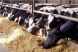 
	Salariatii unei firma de insolventa, angajata sa vanda o ferma de vaci intrata in faliment, au ajuns sa hraneasca animalele si sa le curete grajdurile
