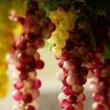 Productie de jumatate de miliard de euro. Vom avea cu 50% mai mult vin ca in 2012. Producatorii au dat lovitura si cu palinca, se vinde si cu 100 euro/l