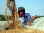 Romania a exportat anul acesta grau de 300 mil. euro, valoare dubla fata de 2012