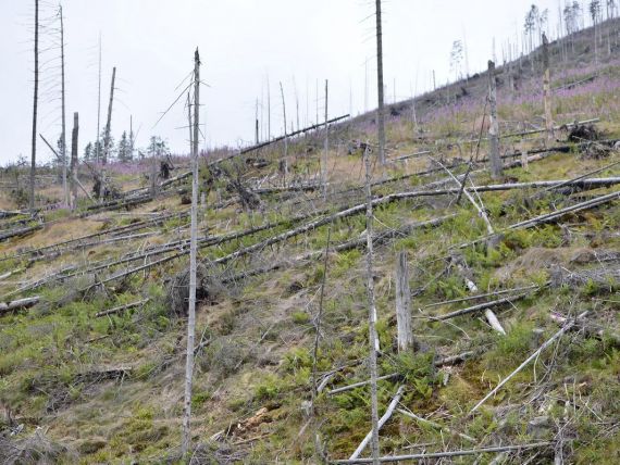 Dezastrul din muntii Fagaras: padurile au fost puse la pamant. Prejudiciul, estimat la 1.800.000 de lei