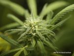 Deputatii cehi au aprobat utilizarea canabisuluii in scopuri terapeutice