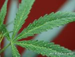 Marijuana medicinala ar putea fi legalizata in Romania