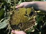 Venitul agricol real din Romania inregistreaza cea mai abrupta scadere din UE in 2012
