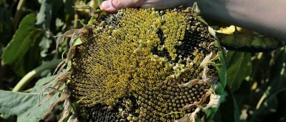 Venitul agricol real din Romania inregistreaza cea mai abrupta scadere din UE in 2012