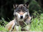 Starea de urgenta declarata in Siberia din cauza lupilor