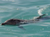
	Cu o donatie de 100 de lei, veti avea propriul delfin din Marea Neagra. Proiectul care va salva mii de delfini de la moarte
