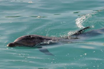 Cu o donatie de 100 de lei, veti avea propriul delfin din Marea Neagra. Proiectul care va salva mii de delfini de la moarte