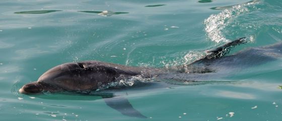 Cu o donatie de 100 de lei, veti avea propriul delfin din Marea Neagra. Proiectul care va salva mii de delfini de la moarte