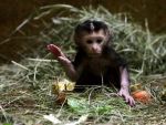 Iranul a trimis o maimuta in Spatiu. SUA: S-a incalcat rezolutia ONU