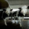 Noul Cod Fiscal introduce impozitarea micilor agricultori. Taranii vor plati pentru vacile si porcii din curte
