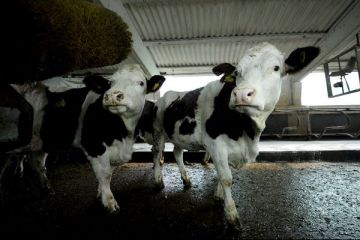 Noul Cod Fiscal introduce impozitarea micilor agricultori. Taranii vor plati pentru vacile si porcii din curte