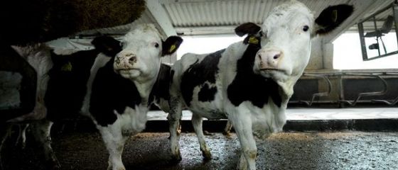 Noul Cod Fiscal introduce impozitarea micilor agricultori. Taranii vor plati pentru vacile si porcii din curte