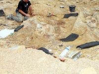
	Fosilele unui nou tip de reptila din epoca dinozaurilor, descoperite in Romania

