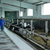 O noua criza alimentara in Europa. Laptele contaminat cu toxine ia amploare in Balcani