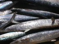 Alerta alimentara in mai multe judete, dupa ce a fost descoperit un parazit in macrou congelat