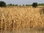 Ministrul pentru ape: Meteorologii se asteapta la seceta in primele doua luni ale verii
