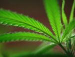 Criza economica rapune dealerii de marijuana. Industria farmaceutica, victima traficului ilegal de droguri