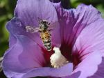 ANM: prognoza meteo pana in 7 septembrie