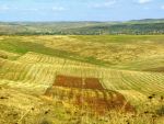 Baietii destepti din agricultura au primit 220.000 hectare de la agentia statului pe 49 de ani. Cum a devenit scump low-costul si cine sunt romanii din boardul corporatiilor internationale