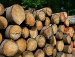 Firma austriaca Holzindustrie Schweighofer investeste 150 milioane de euro intr-o fabrica de lemn in Covasna