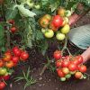 Producatorii romani s-au desteptat in al 12-lea ceas: cultiva iar legume din seminte si rasaduri autohtone. Tot mai multi cumparatori cauta gustul copilariei