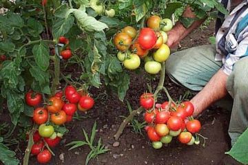 Producatorii romani s-au desteptat in al 12-lea ceas: cultiva iar legume din seminte si rasaduri autohtone. Tot mai multi cumparatori cauta gustul copilariei