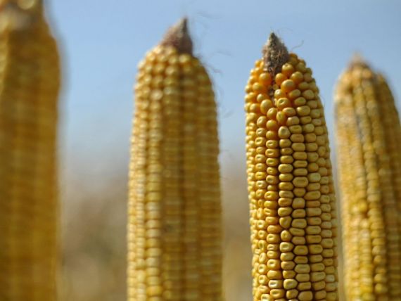 Porumbul cu aflatoxina: rezultate negative la al doilea test. Patronul Cerealcom vrea sa dea statul in judecata. DSV anunta insa analiza nr.3