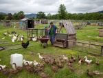 Statul va sprijini cu cate 50.000 de euro infiintarea a 1.000 de ferme familiale