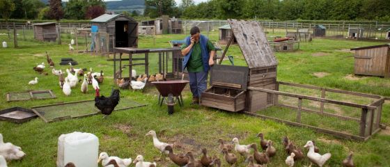 Statul va sprijini cu cate 50.000 de euro infiintarea a 1.000 de ferme familiale