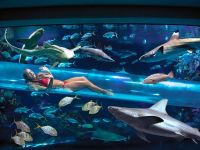 
	Pline cu rechini sau amplasate in varf de munte, acestea sunt cele mai spectaculoase piscine din lume. GALERIE FOTO
