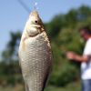 O afacere sanatoasa si de mare succes in Timis. Balta de peste din curte. De la 300 de kg de crap, acum 4 ani, a ajuns la o tona si jumatate