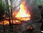 Incendiu puternic intr-o zona impadurita din Bacau. 10 hectare de vegetatie au fost afectate