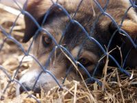 Persoanele care hranesc cainii fara stapan ar putea fi amendate cu pana la 5.000 de lei
