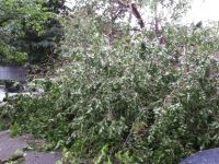 Mai multi raniti in Bucuresti, in urma furtunii. Zeci de copaci cazuti, corturi de expozitie si panouri publicitare la pamant